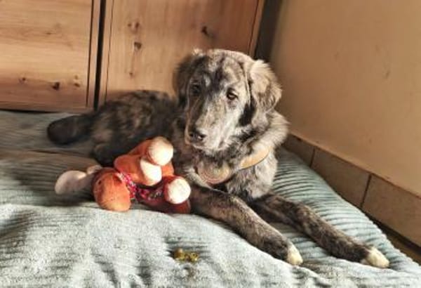 Zuhause gesucht für Sunny