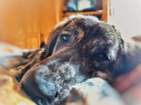 Zuhause gesucht für Sunny