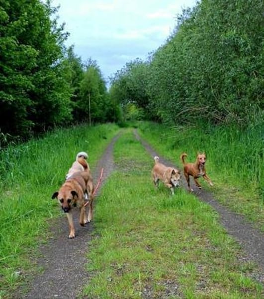 Soulfood dog Roxy sucht seine Mensche