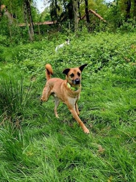 Soulfood dog Roxy sucht seine Mensche