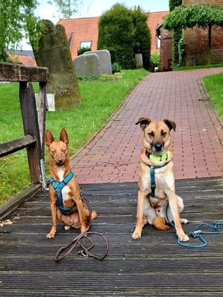 Soulfood dog Roxy sucht seine Mensche