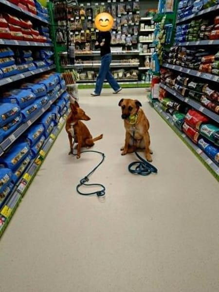 Soulfood dog Roxy sucht seine Mensche