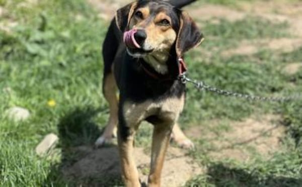 Zuzu sucht ein aktives Zuhause