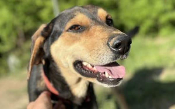 Zuzu sucht ein aktives Zuhause