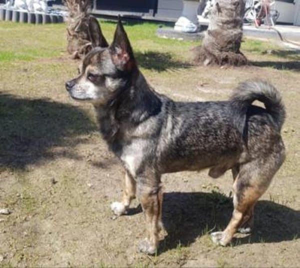 Yacky sucht sein Zuhause