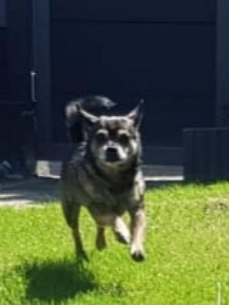 Yacky sucht sein Zuhause