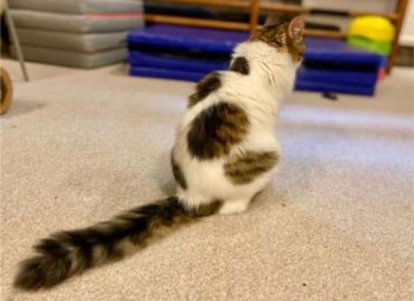 Taz, verschmuster Flauschkater, ca.10 M.