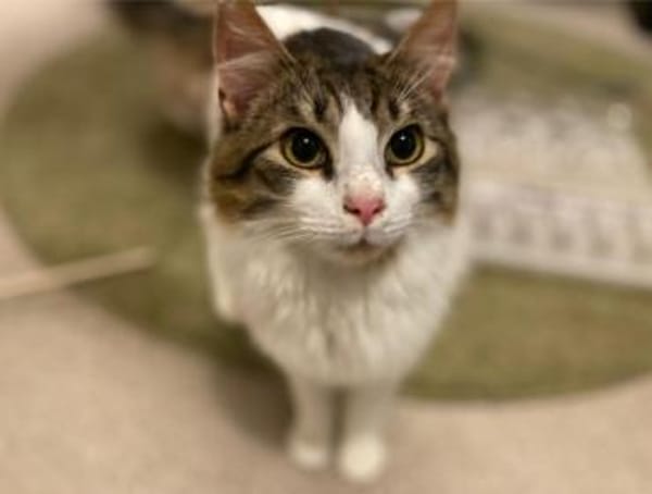 Taz, verschmuster Flauschkater, ca.10 M.