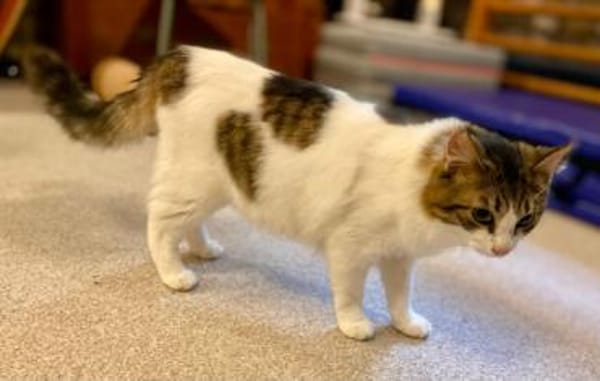 Taz, verschmuster Flauschkater, ca.10 M.