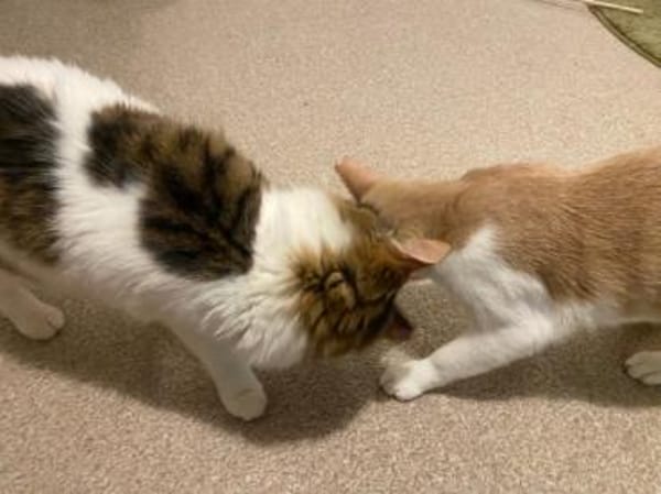 Taz, verschmuster Flauschkater, ca.10 M.