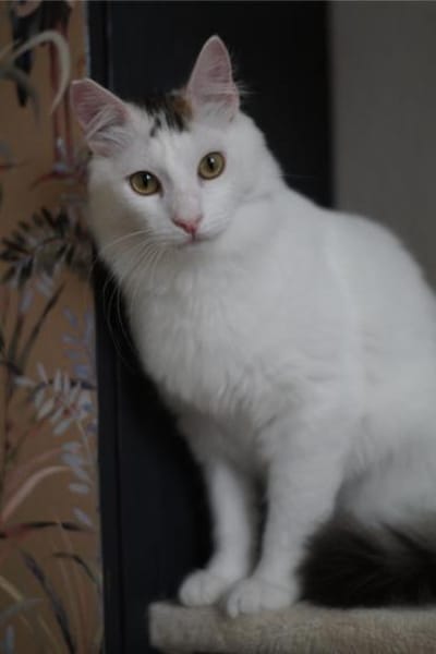 Ibis, langhaariger Kuschelkater, 1 J.