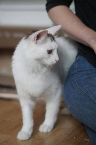 Ibis, langhaariger Kuschelkater, 1 J.