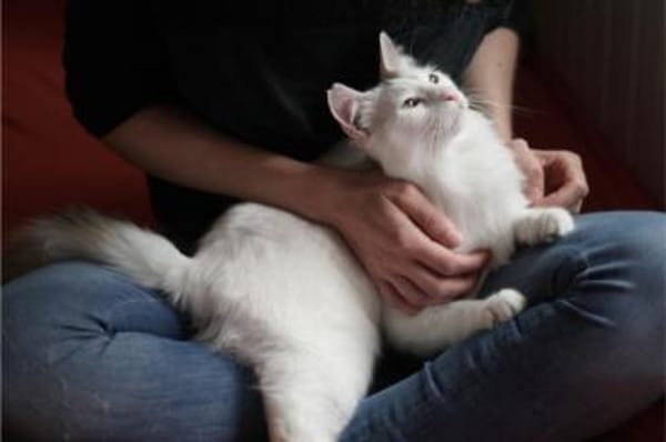 Ibis, langhaariger Kuschelkater, 1 J.