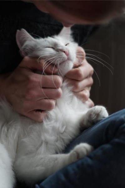 Ibis, langhaariger Kuschelkater, 1 J.