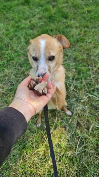 Topolo 💙 lieber Bub auf Kuschelkurs