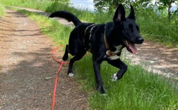 Glücksbringerin Onyx