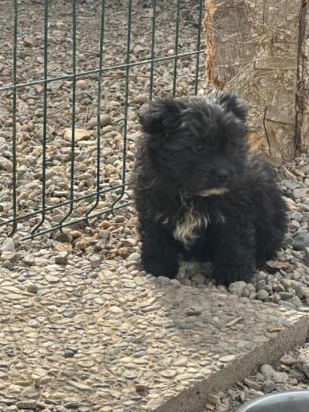 Ronja Welpe sucht IHre Familie!