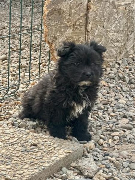 Ronja Welpe sucht IHre Familie!