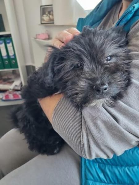 Ronja Welpe sucht IHre Familie!