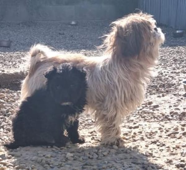 Ronja Welpe sucht IHre Familie!