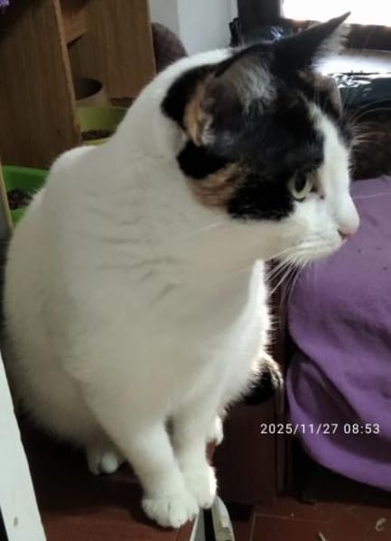 anhängliche Pinki, bereits bei Aachen