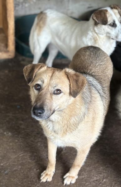 Mara - Die Neugierige 🐾