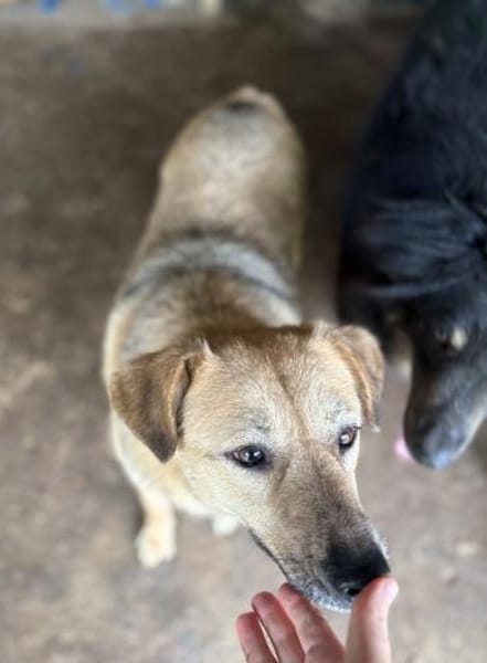 Mara - Die Neugierige 🐾