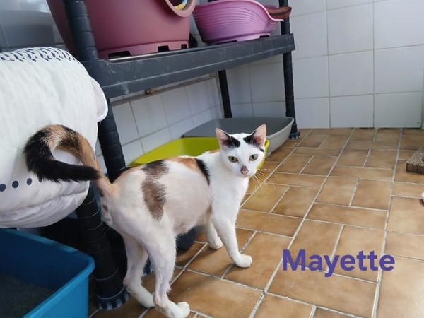Mayette