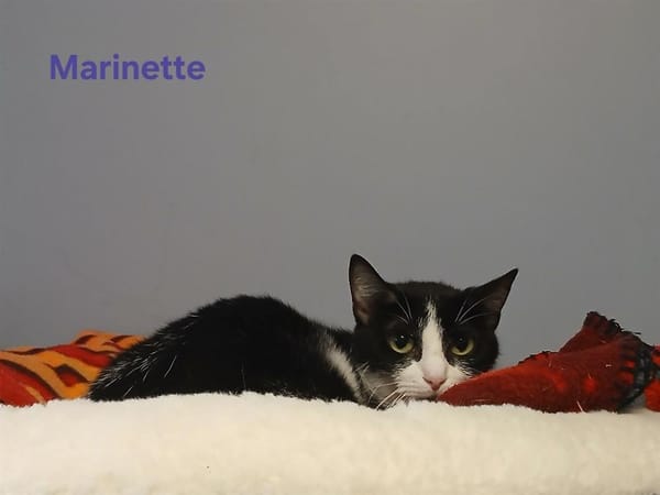 Marinette