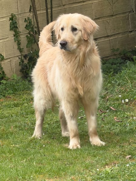OLIVER