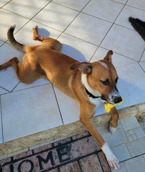ALOKA le beau gosse créole
