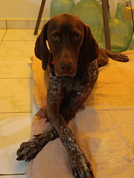 KIARA La belle Setter chocolat