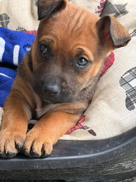 DORA(Maria)