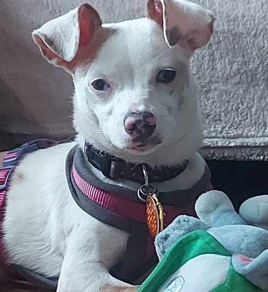 LUNA