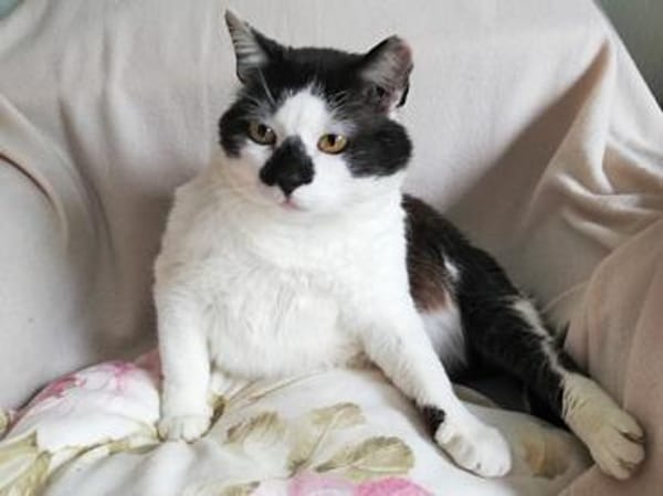 Gemütlicher Perlino sucht Zuhause