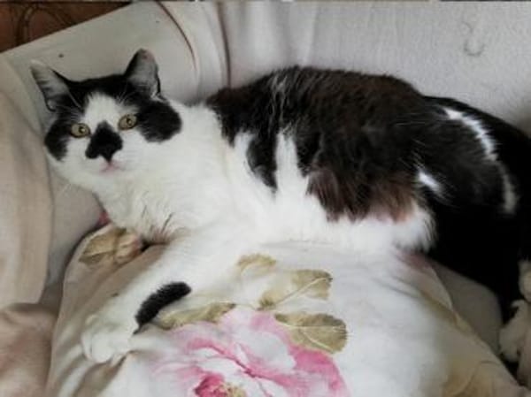 Gemütlicher Perlino sucht Zuhause