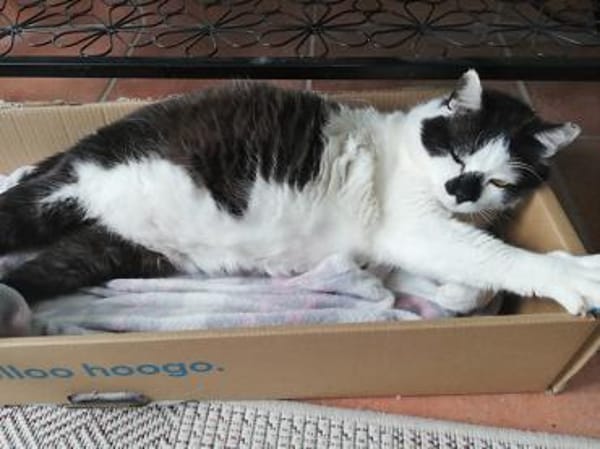 Gemütlicher Perlino sucht Zuhause