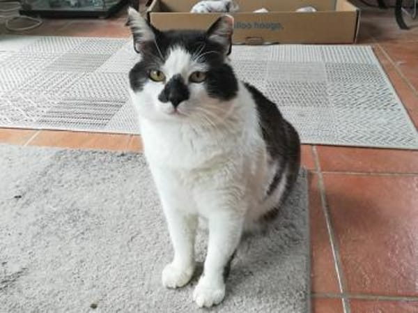 Gemütlicher Perlino sucht Zuhause