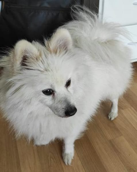 RoniDer Hund, auf den du gewartet hast