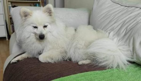 RoniDer Hund, auf den du gewartet hast