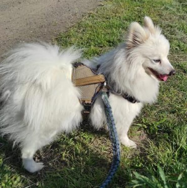 RoniDer Hund, auf den du gewartet hast
