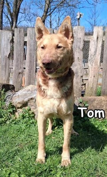 Tom in der Tierherberge Donzdorf