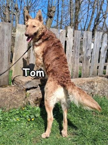 Tom in der Tierherberge Donzdorf