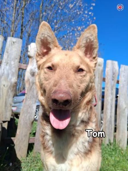 Tom in der Tierherberge Donzdorf
