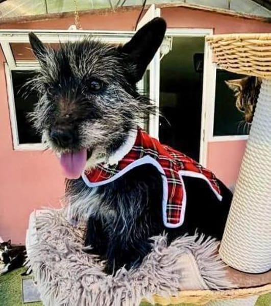 Fröhliche Terrier-Mix-Hündin Finja sucht