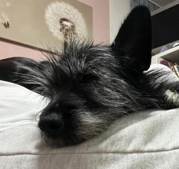Fröhliche Terrier-Mix-Hündin Finja sucht