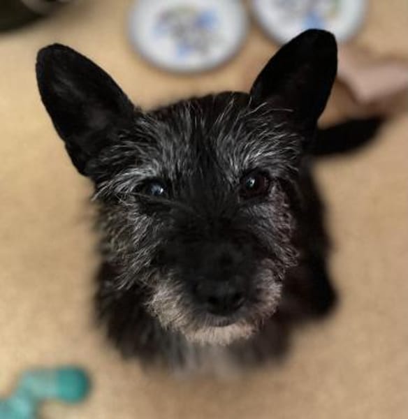 Fröhliche Terrier-Mix-Hündin Finja sucht