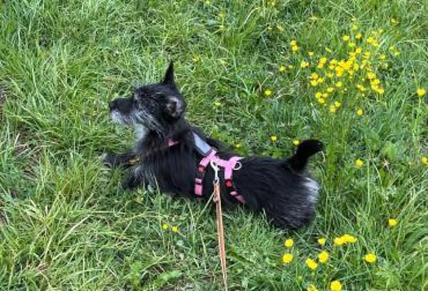 Fröhliche Terrier-Mix-Hündin Finja sucht