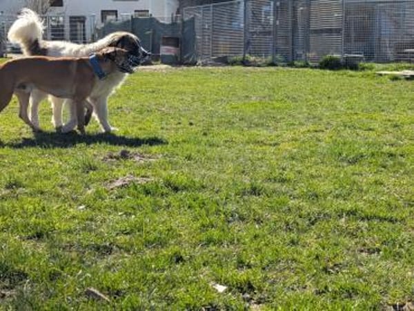 Maddox sucht dich!