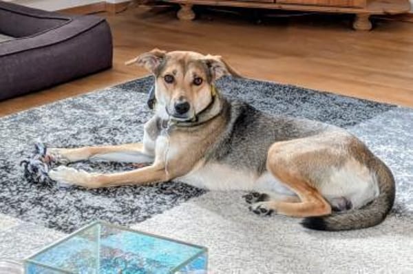Trusky sucht seinen Menschen